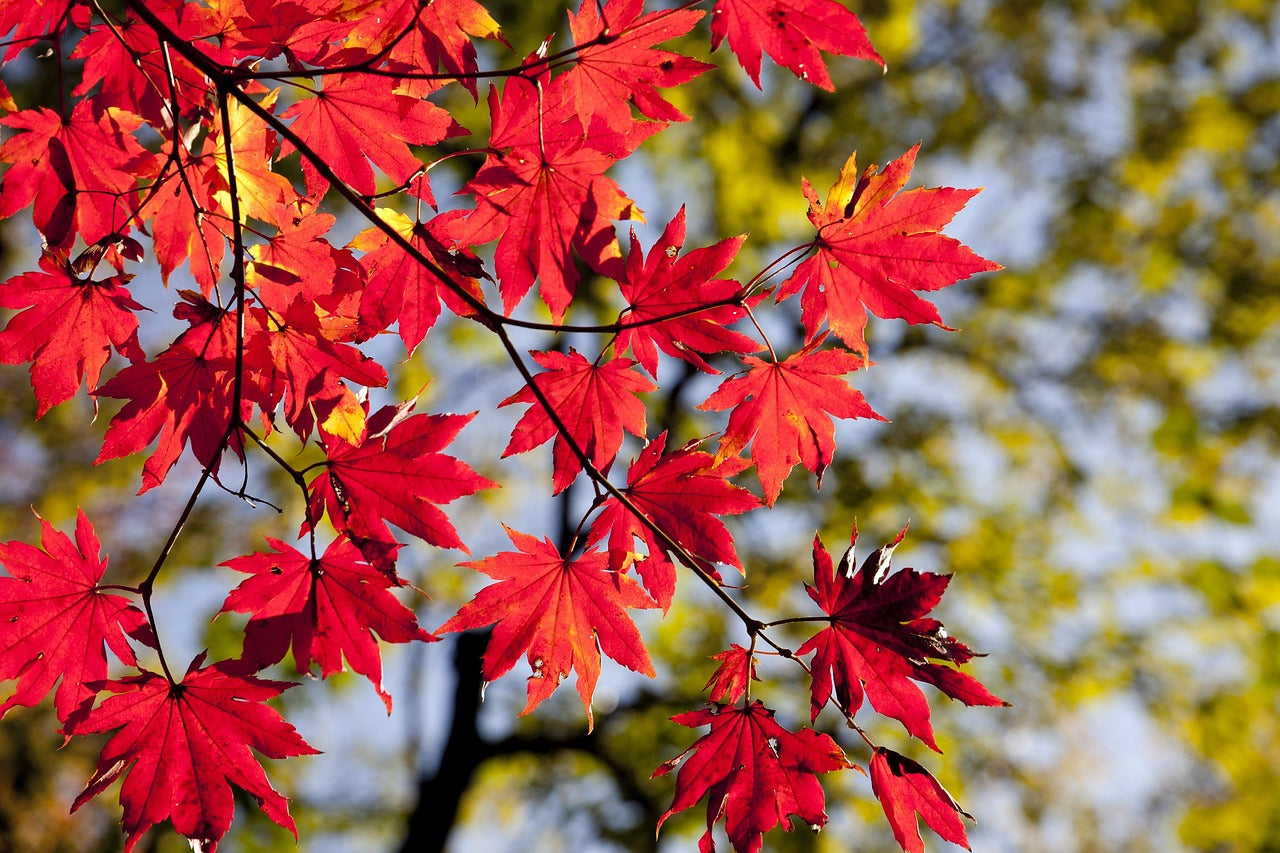 Supercool In Autumn